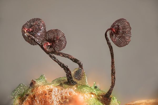 Slime Mold